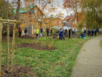 Közösségi faültetés – 63 db fát ültettek el a Vízmű dolgozói szombaton, Újszegeden